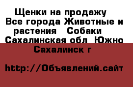 Щенки на продажу - Все города Животные и растения » Собаки   . Сахалинская обл.,Южно-Сахалинск г.